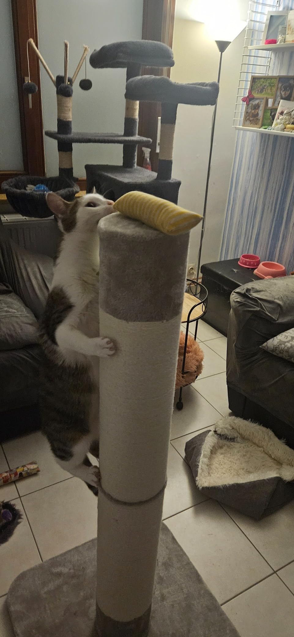 Top pour chatons