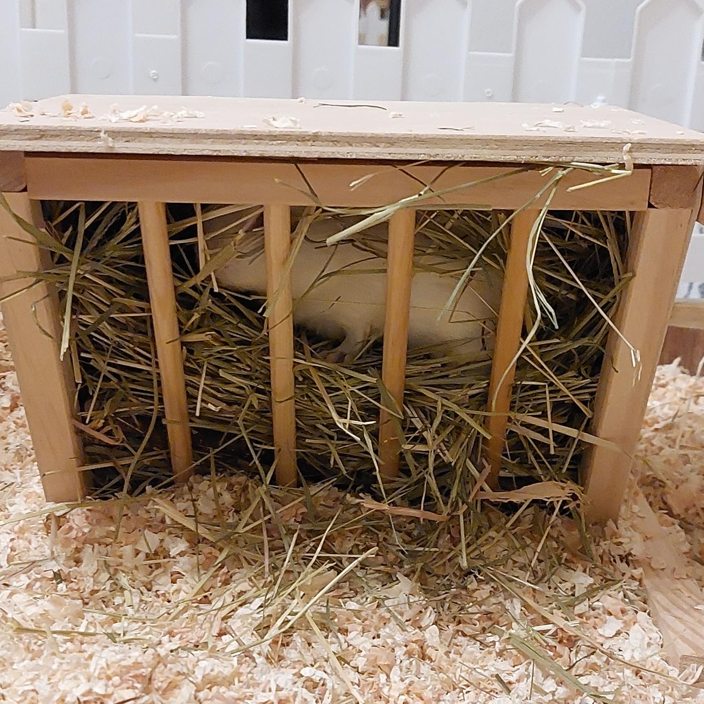 Mon lapin ne la quitte plus