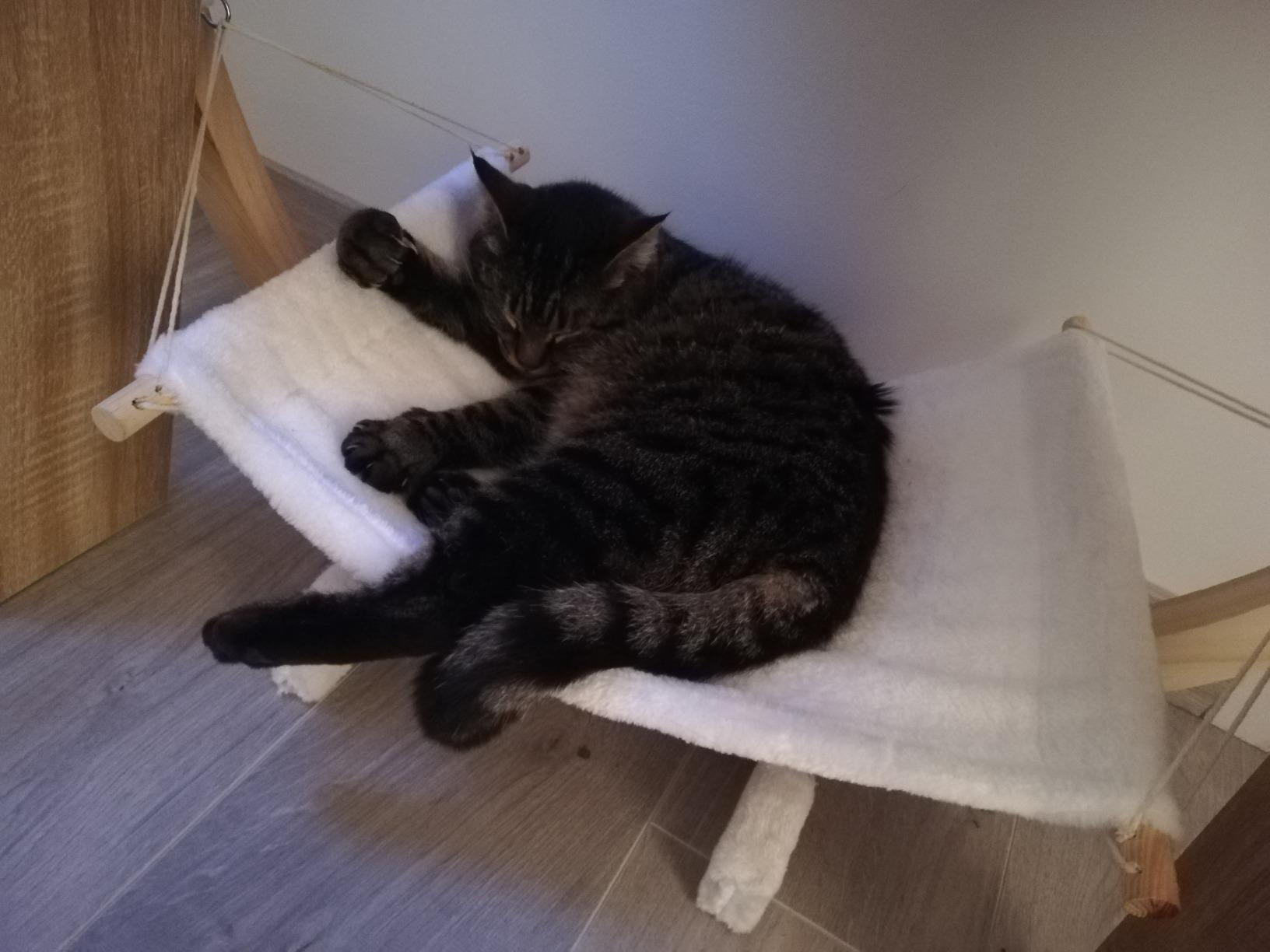 Fait le bonheur de Choupette