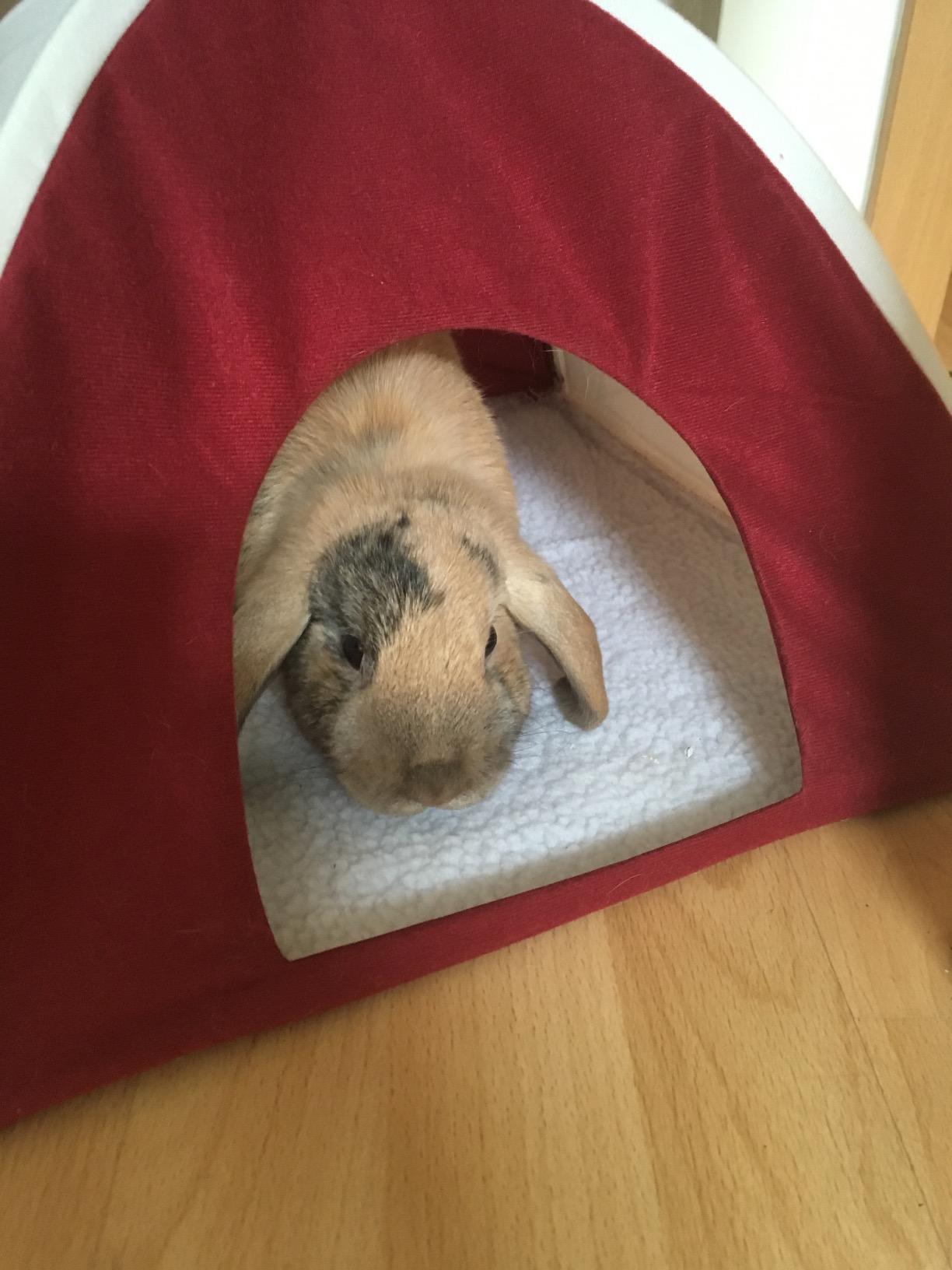 Adopté dès le premier soir