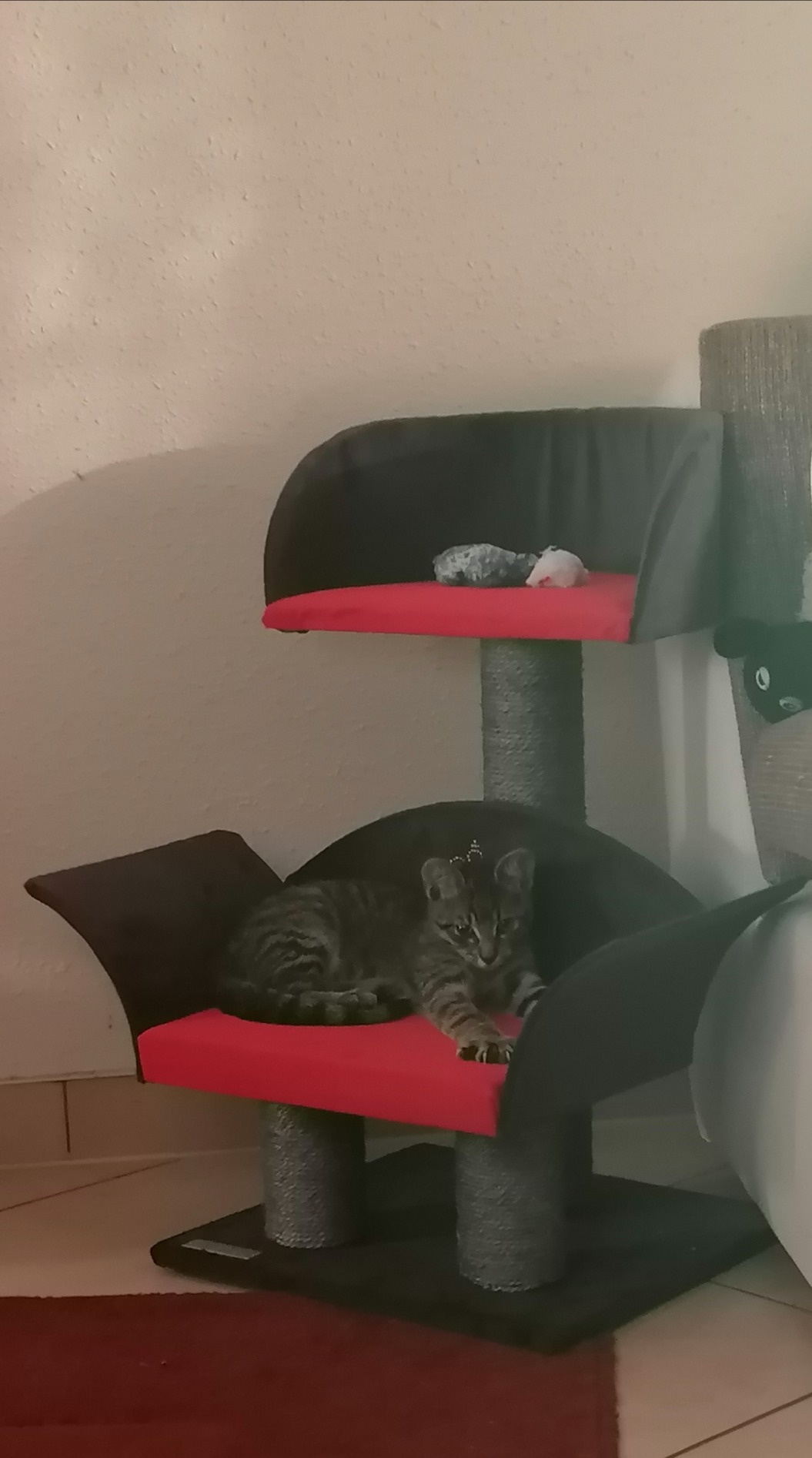 Parfait pour mon chaton