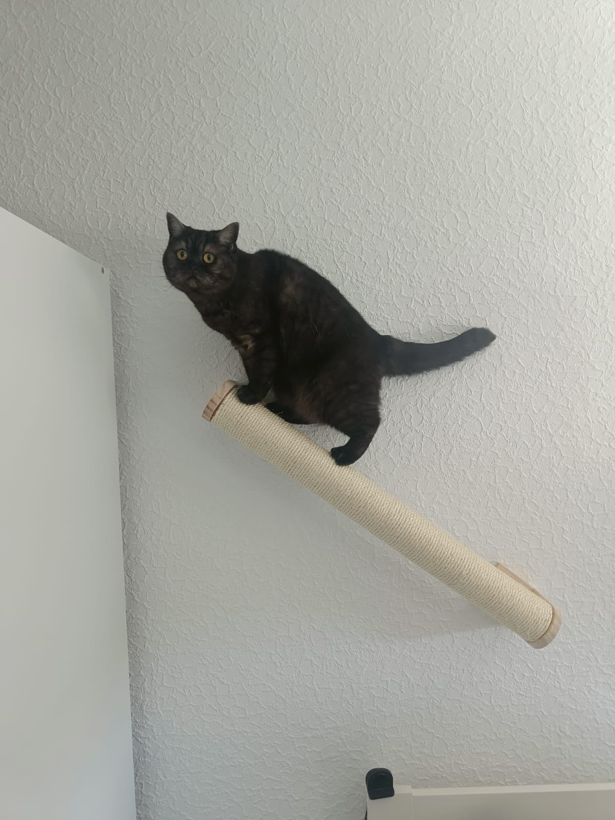 Correct mais mon chat préfère le carton
