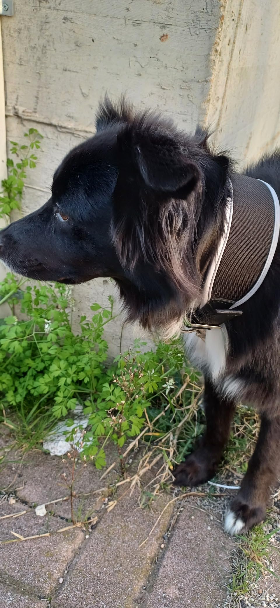 Parfait pour mon whippet