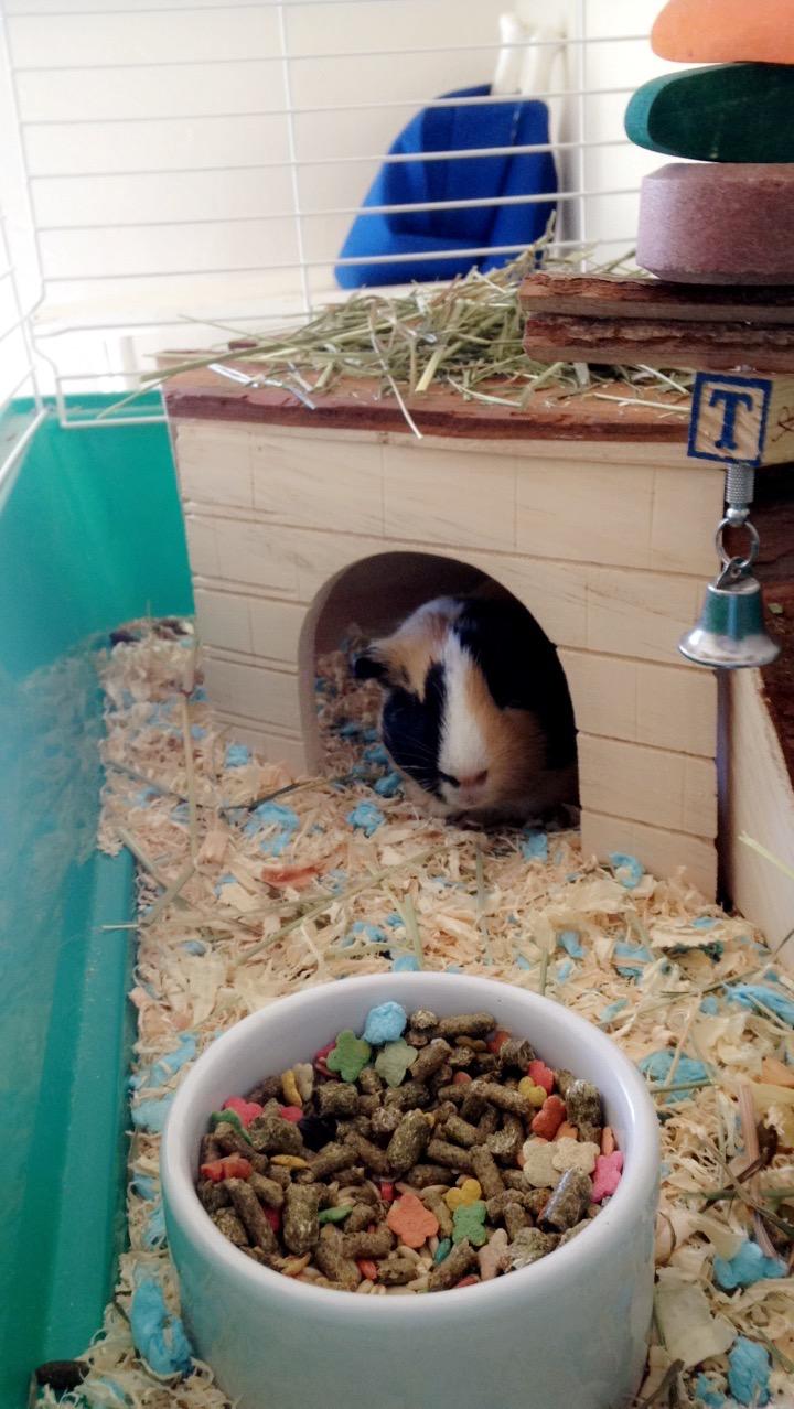 Mes lapins l'adorent
