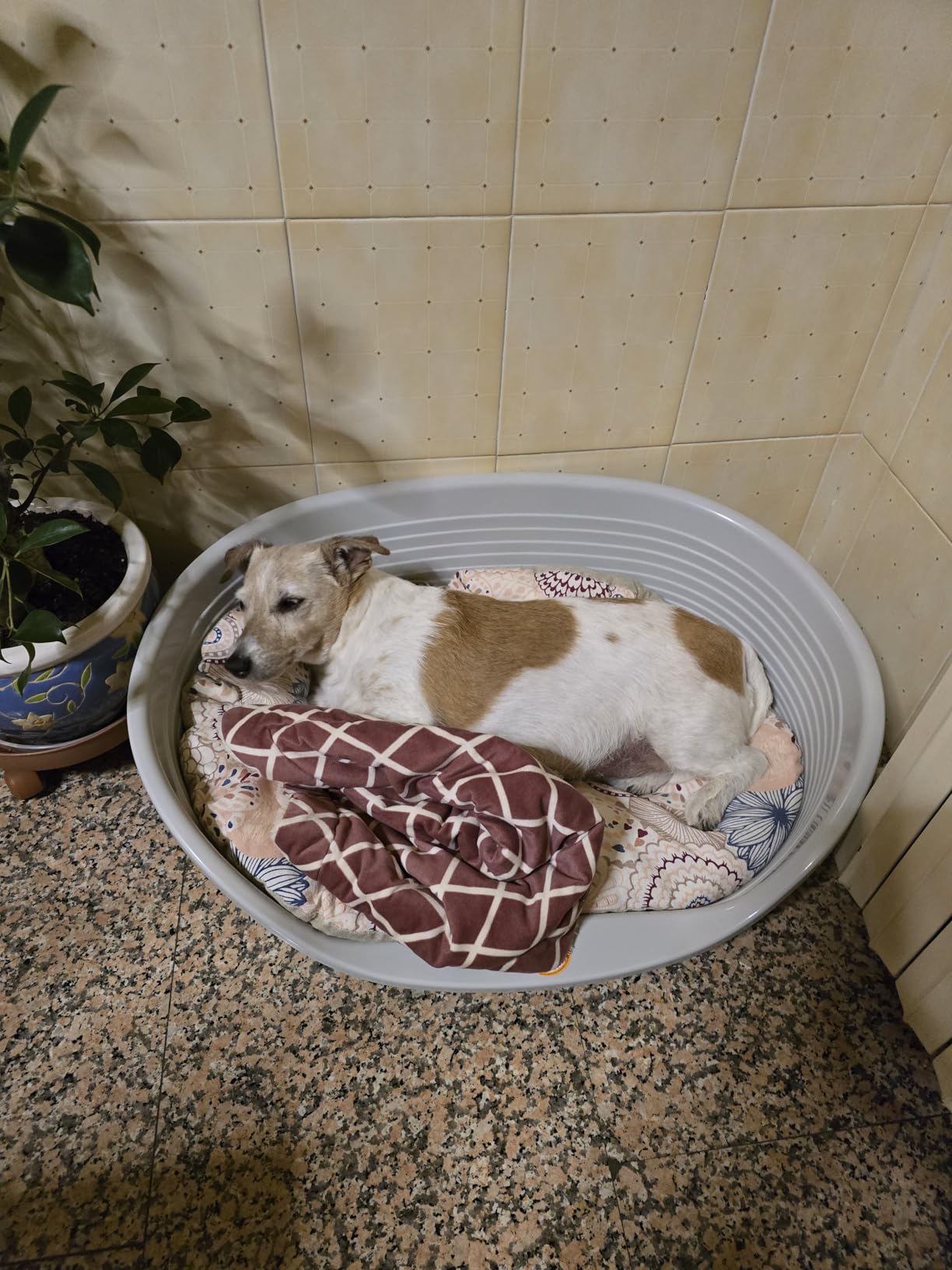 Adoptée direct