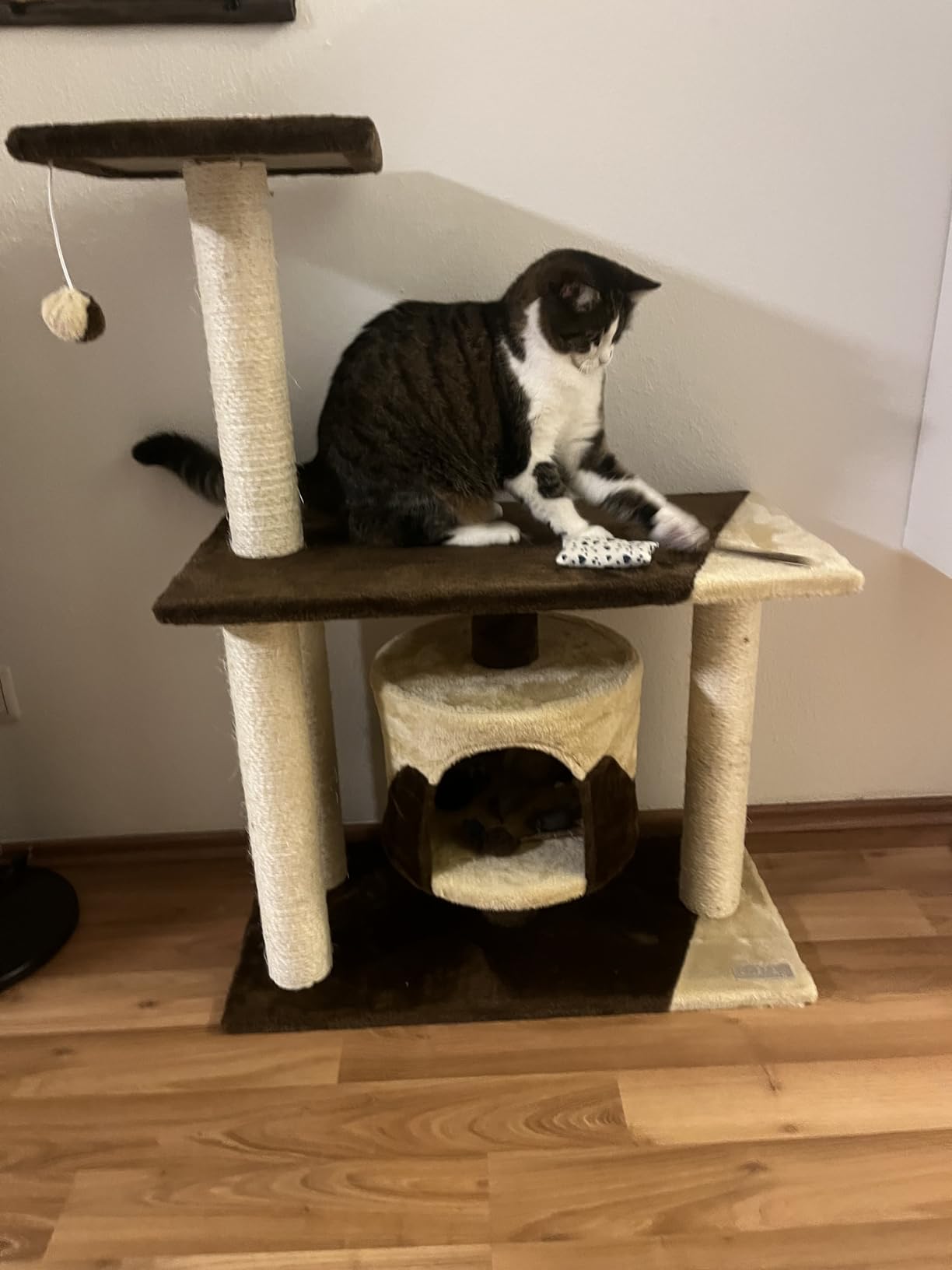 Adopté par Minette