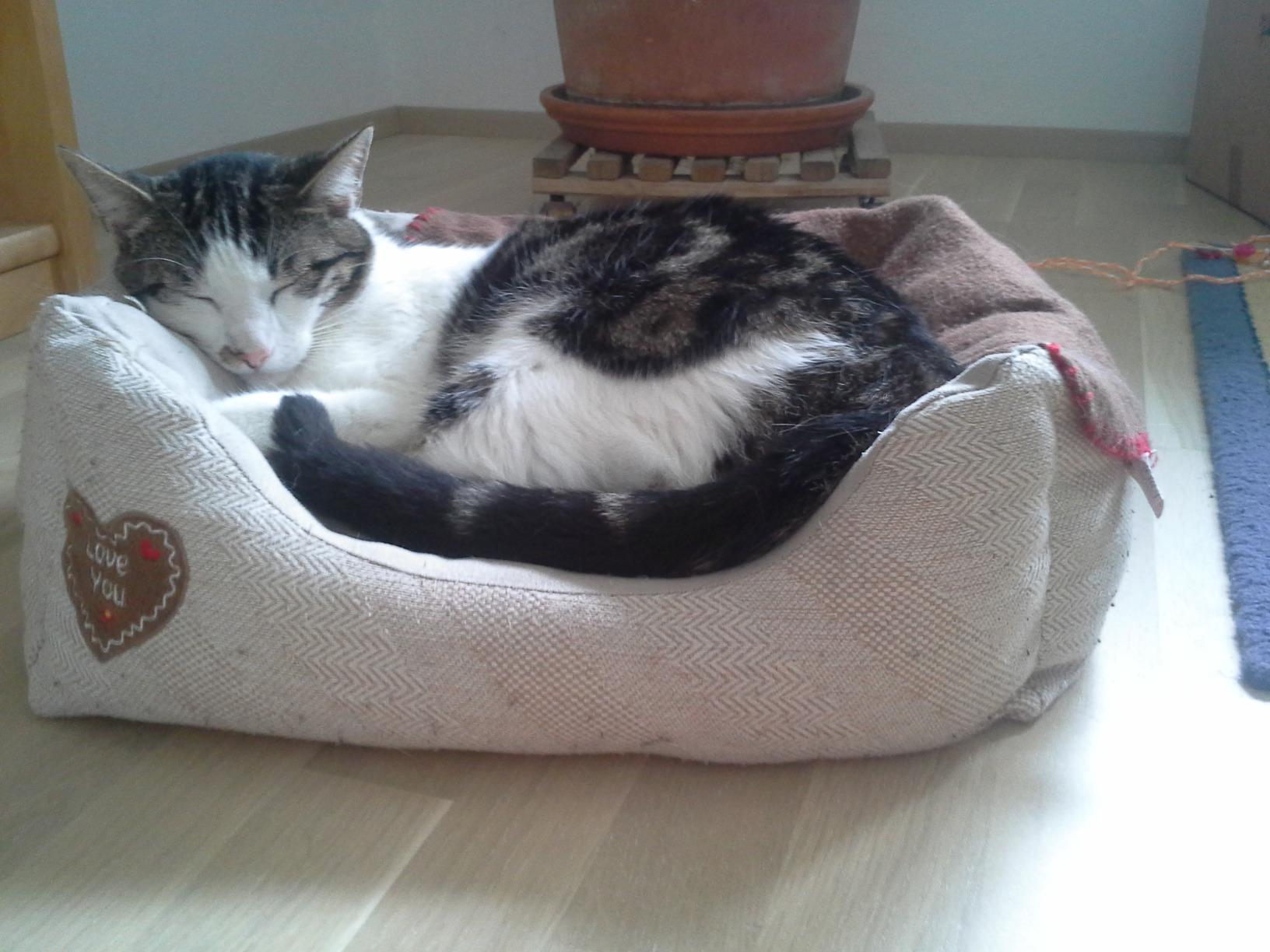 Parfait pour mon lapin nain aussi
