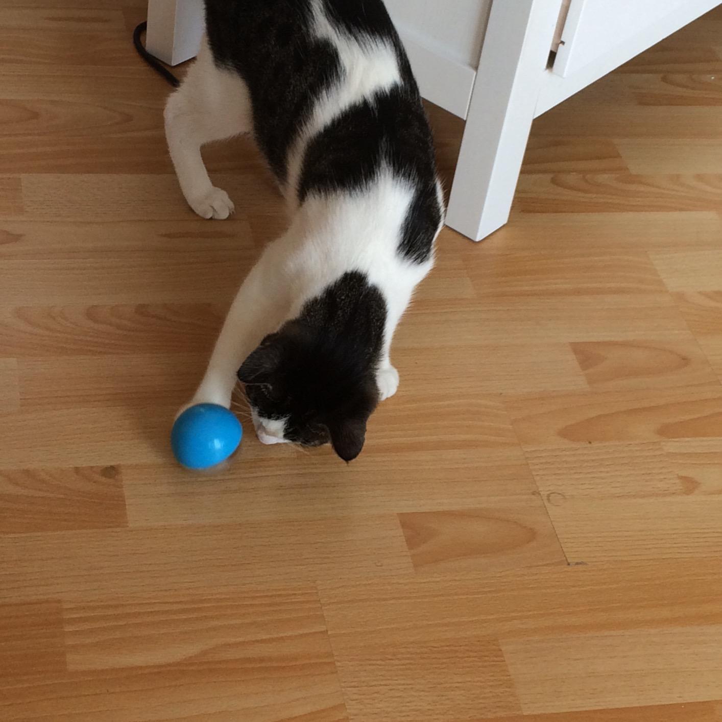 Mon chat en est fou