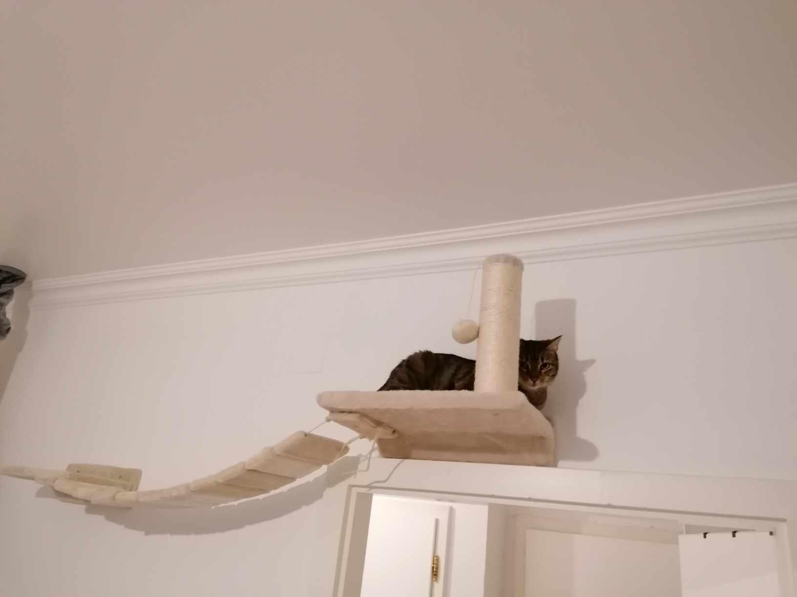 Parfait pour deux chats