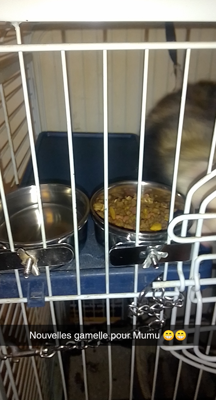 Parfaite pour mes rats