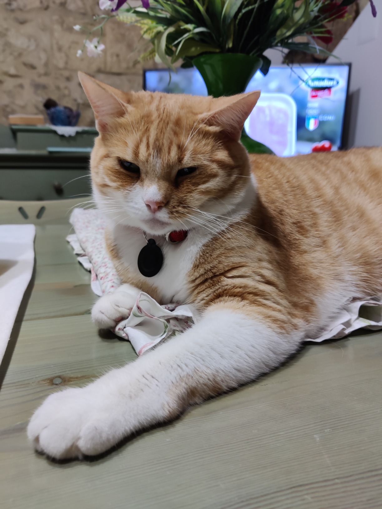 Parfaite pour 3 chats