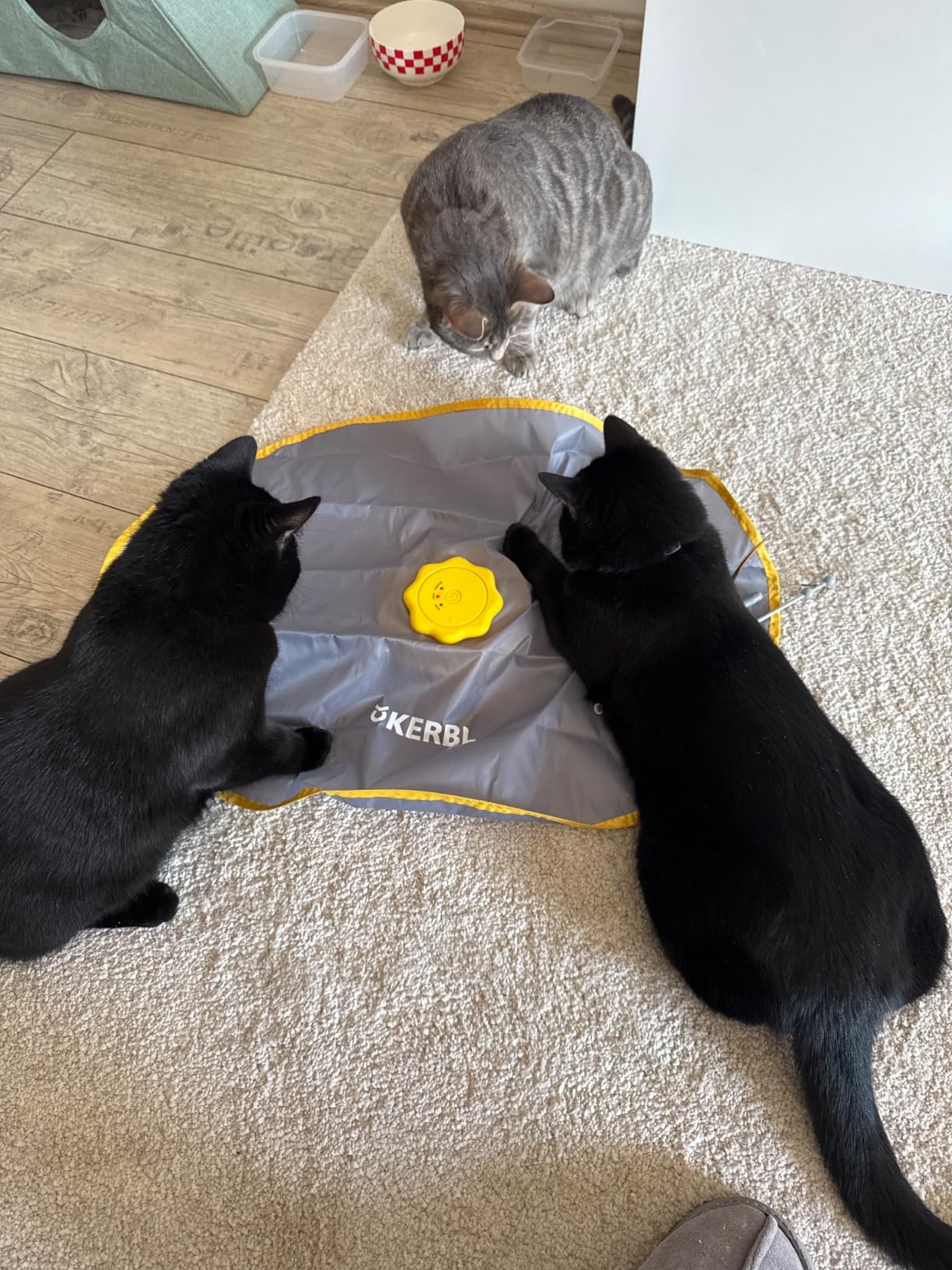 Pas pour chats peureux