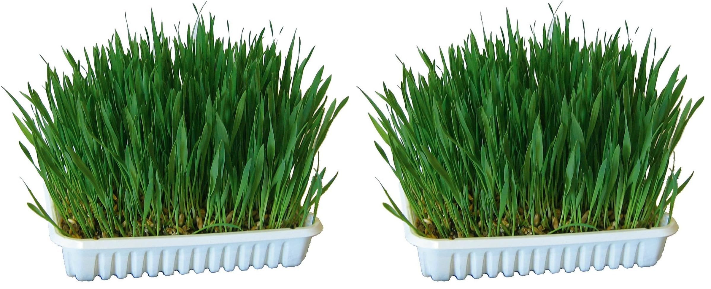 kerbl-herbe-ronger-100-g-semer-avoine-bl-orge image 2