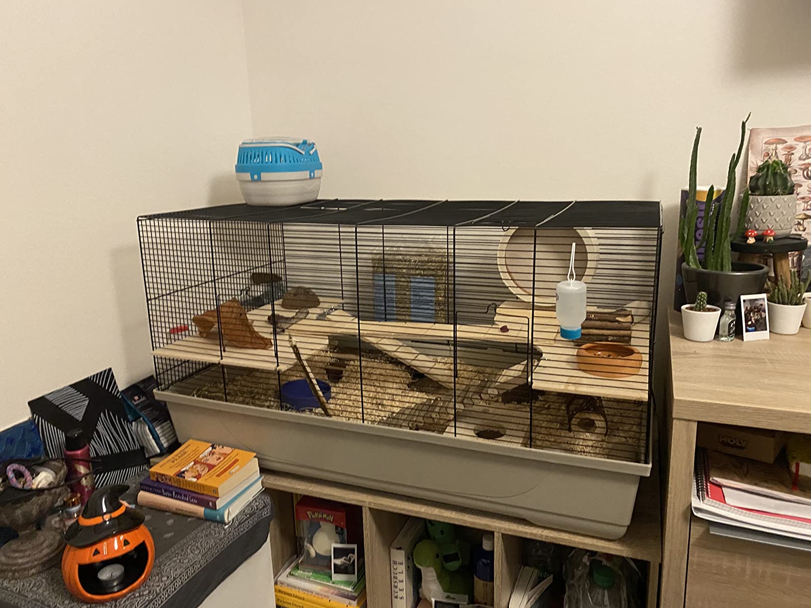 Mon hamster syrien adore
