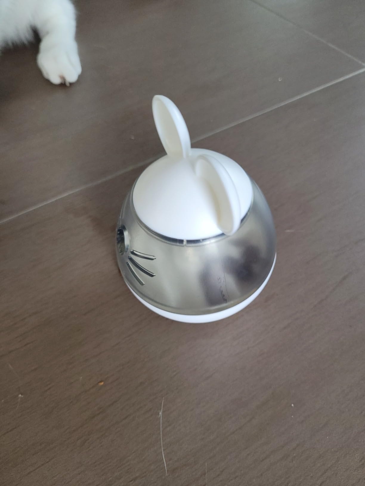 Stimule bien mon chat d'appartement