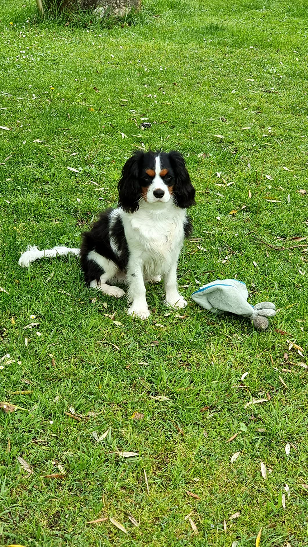 Bonne peluche câline