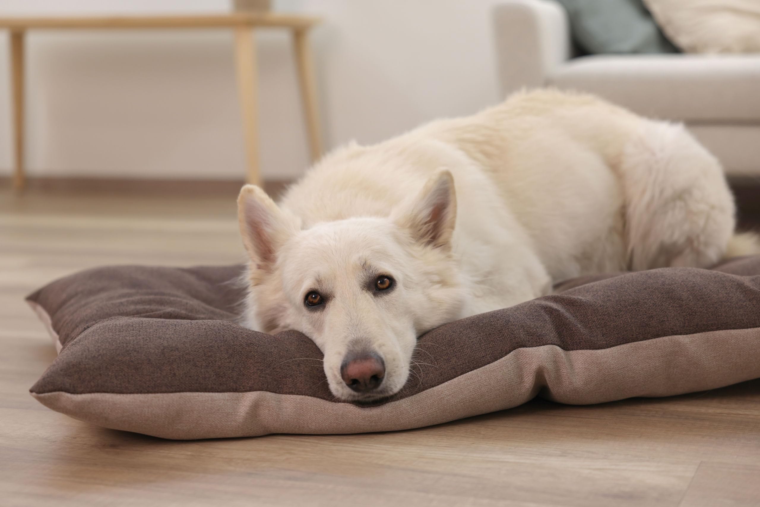 kerbl-pet-coussin-ely-marron-beige-45-x-70-cm image 6