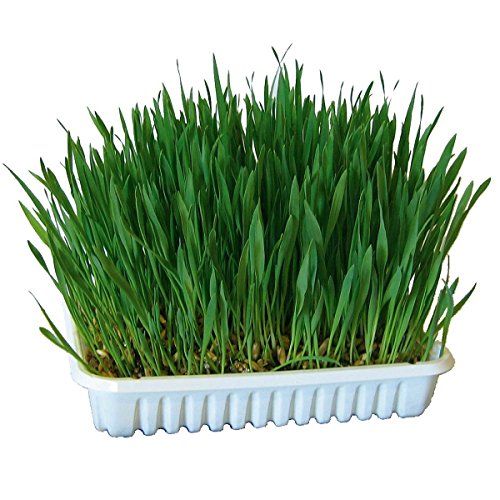 kerbl-herbe-ronger-100-g-semer-avoine-bl-orge image 3
