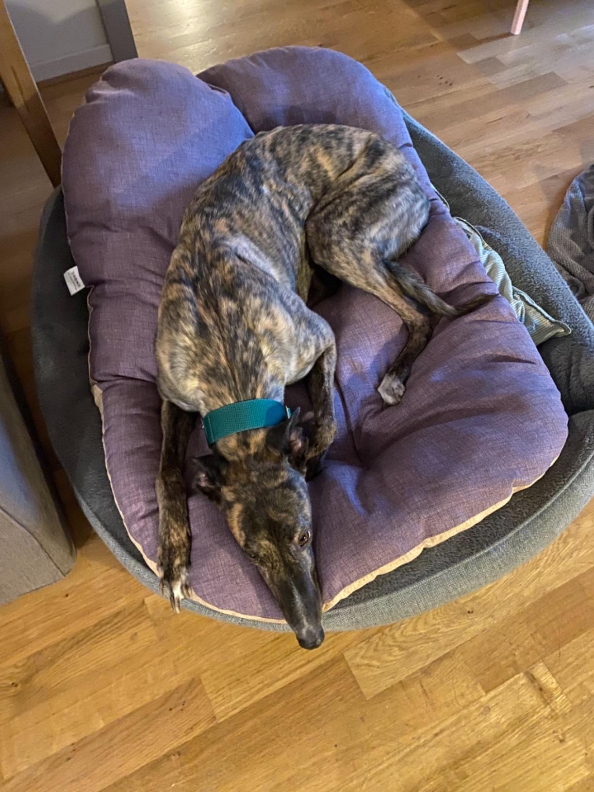 Mon vieux chien revit