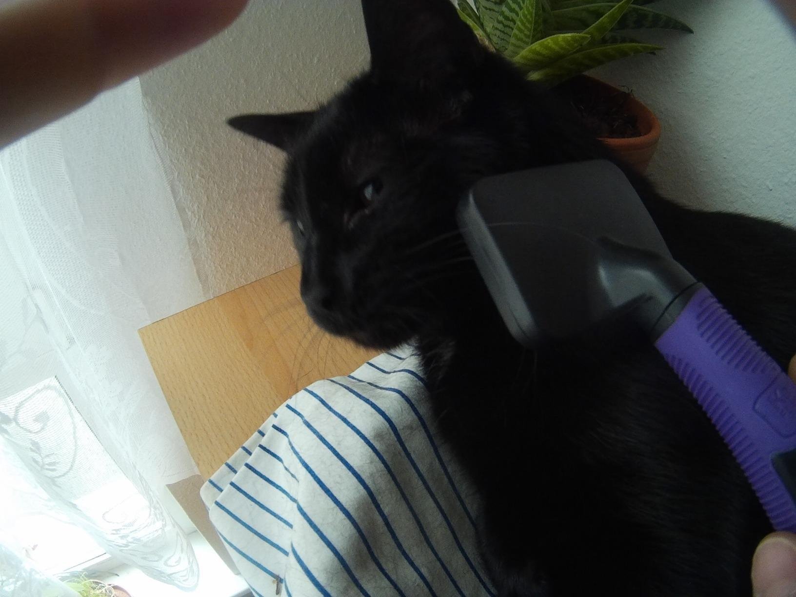 Mon chat ronronne