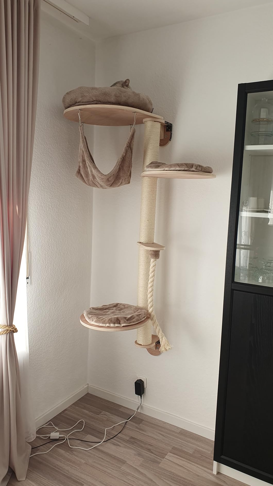 Adopté direct par mes chats