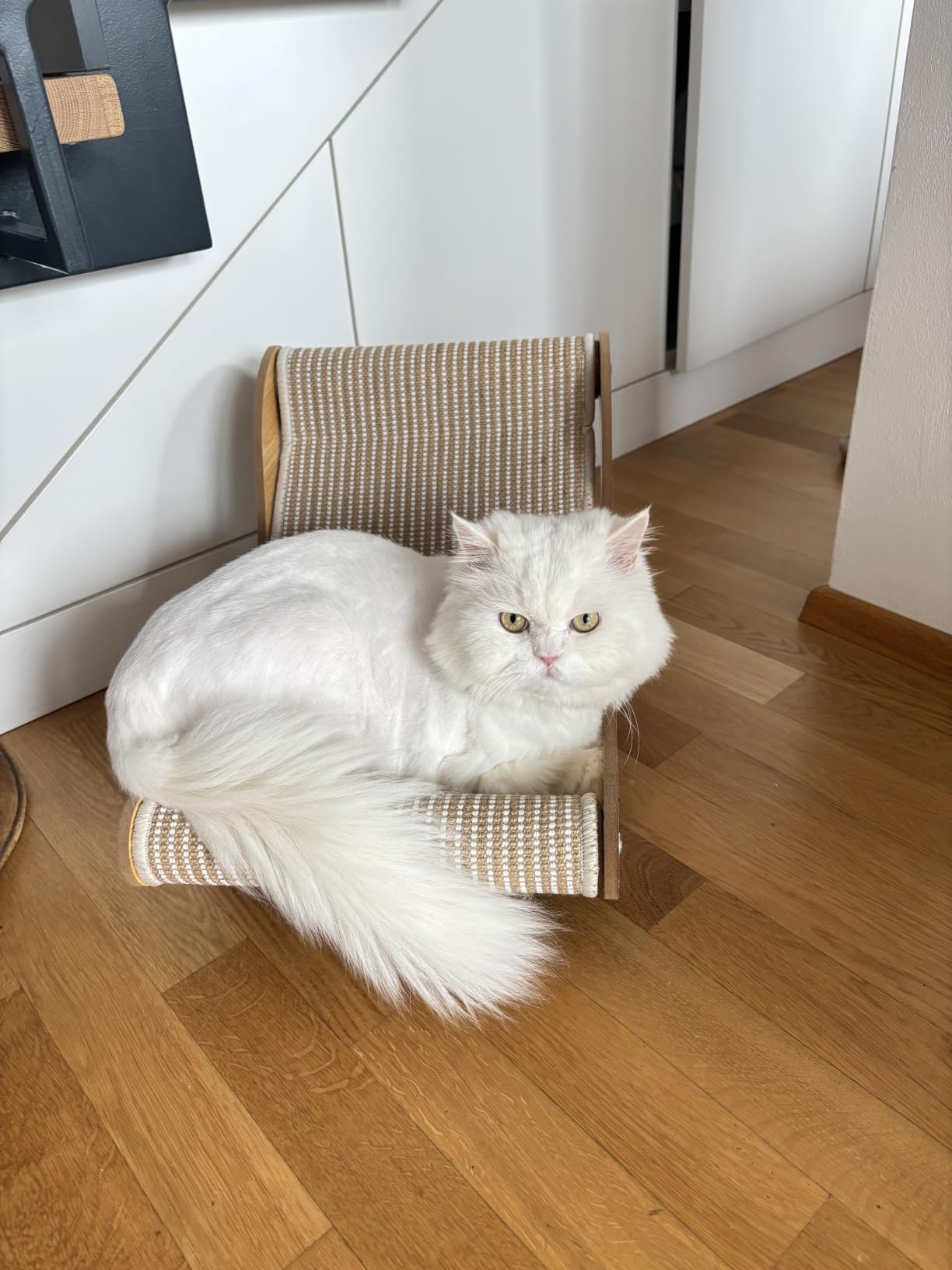 Mon chat l'a adoptée direct