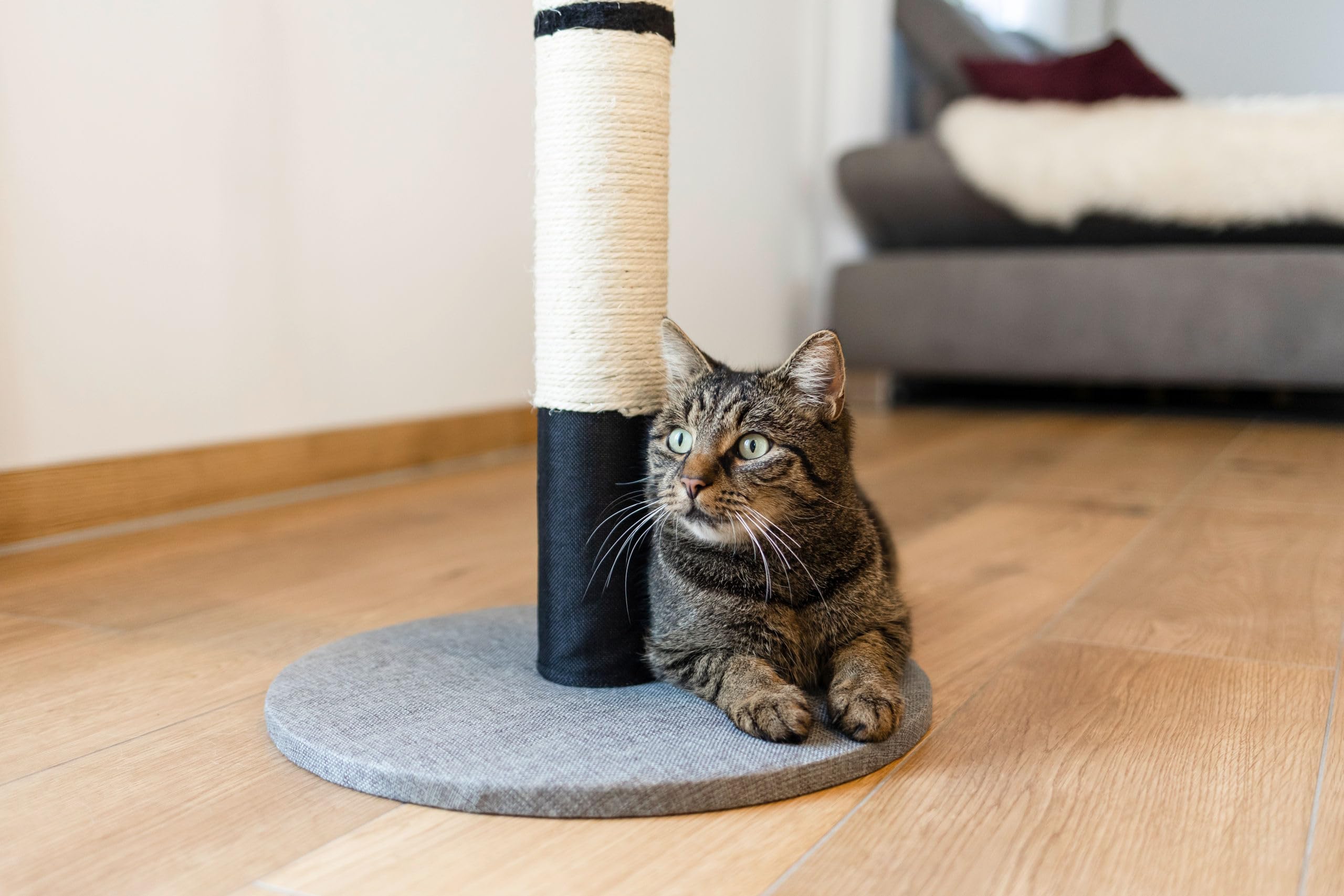kerbl-pet-opal-pro-gris-noir-arbre-chat-40-x-40-x-80-cm-avec-balle-de-jeu image 5
