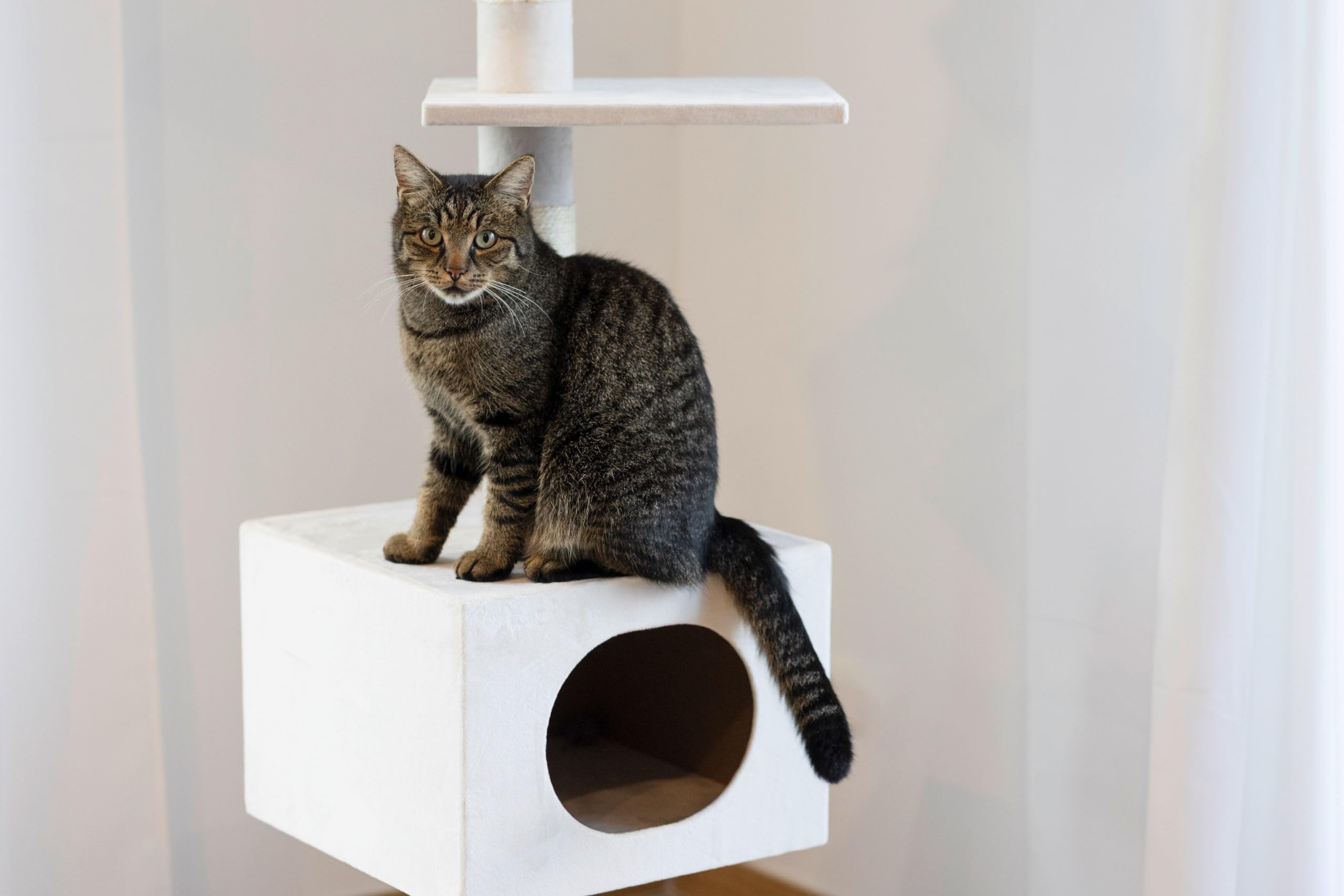 kerbl-arbre-chat-ferdi-blanc-38-x-38-x-240-260-cm-avec-fixation-plafond image 4
