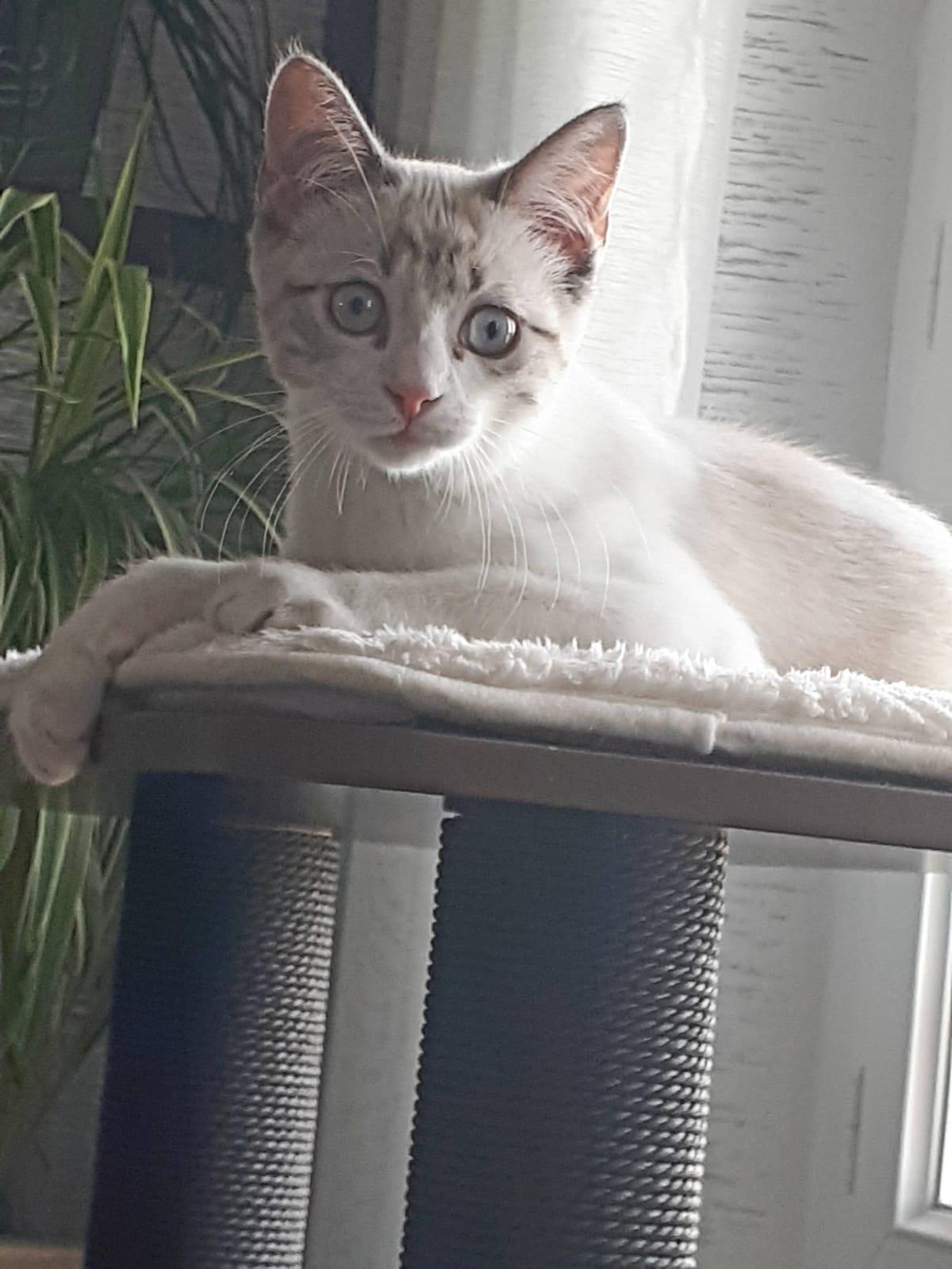Mon chat ne le quitte plus