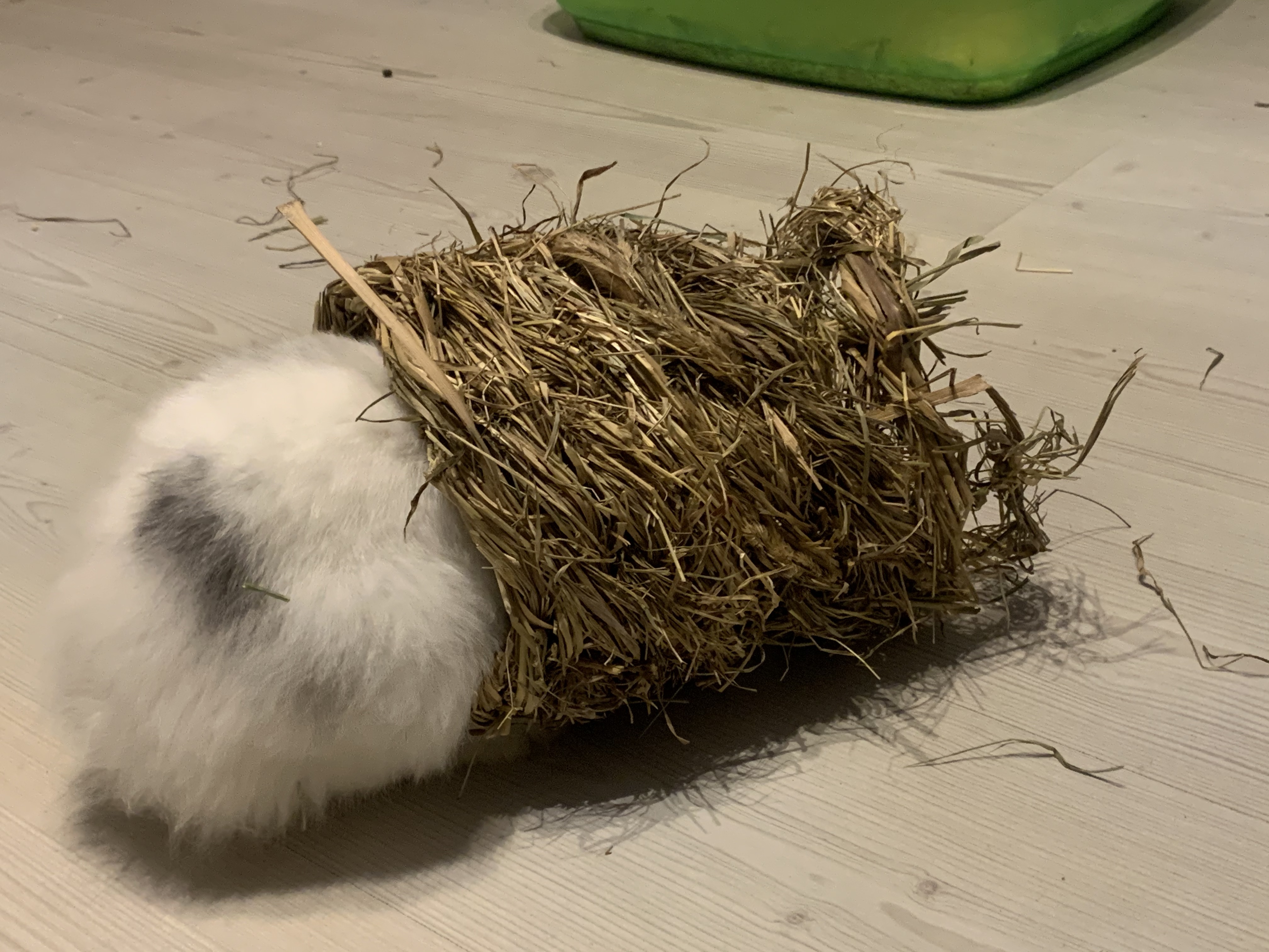 Mes lapins adorent