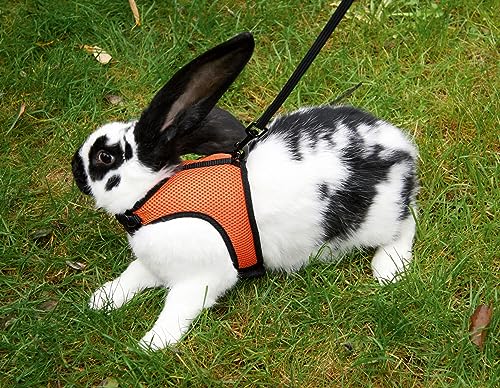 kerbl-harnais-pour-rongeurs-sport-22-30-cm-mesh-avec-laisse-120-cm image 7