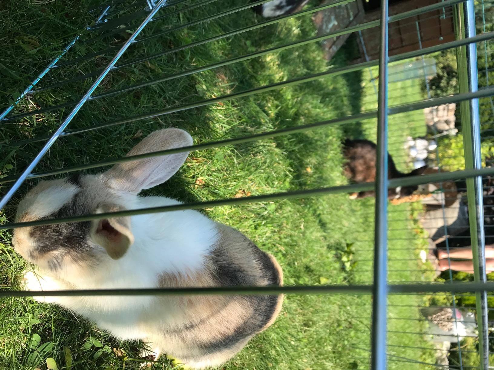 Paradis pour mes lapins