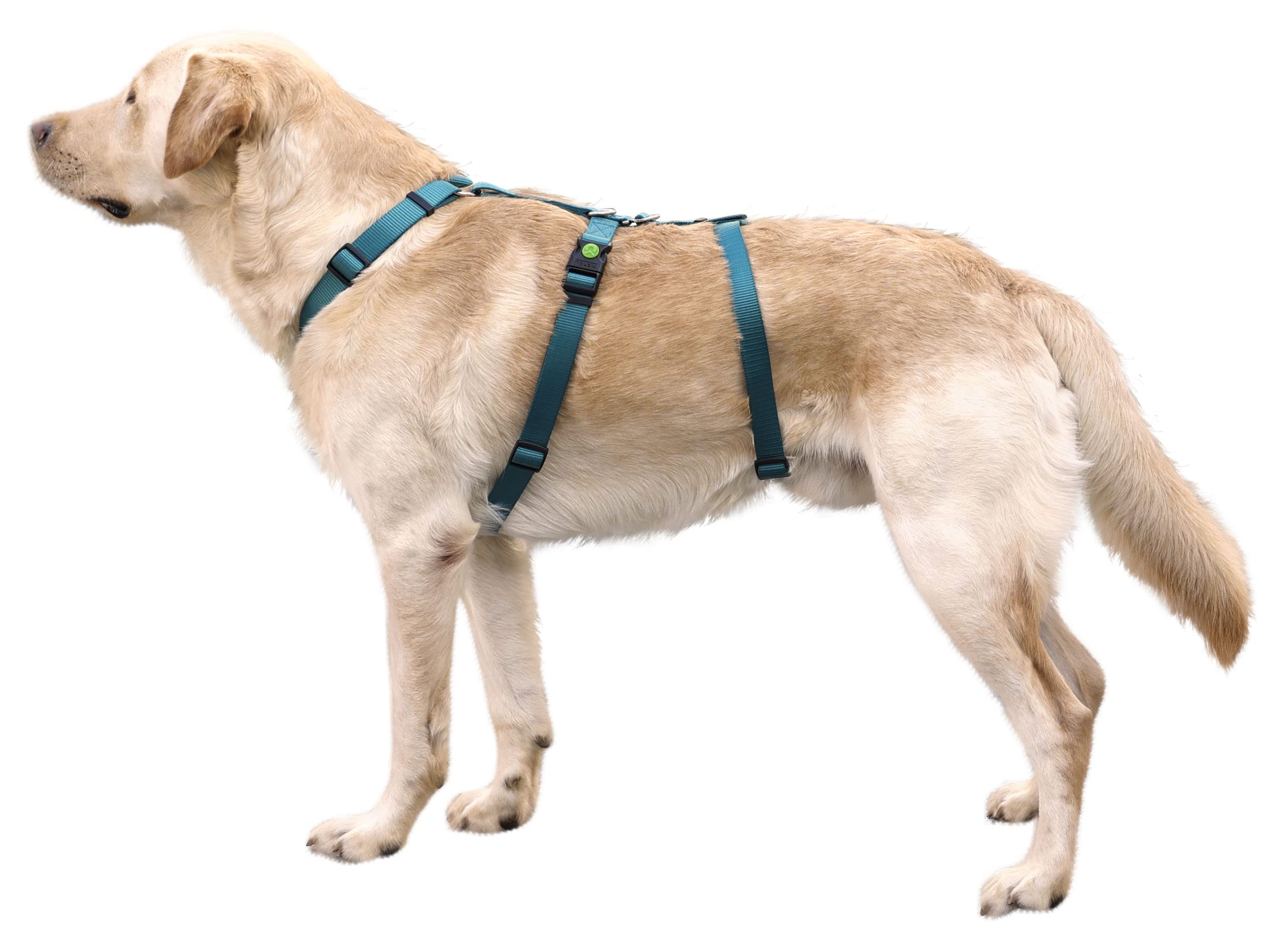 kerbl-pet-harnais-anti-panique-miami-p-trole-tour-de-cou-30-41-cm-sangle-15-mm image 2