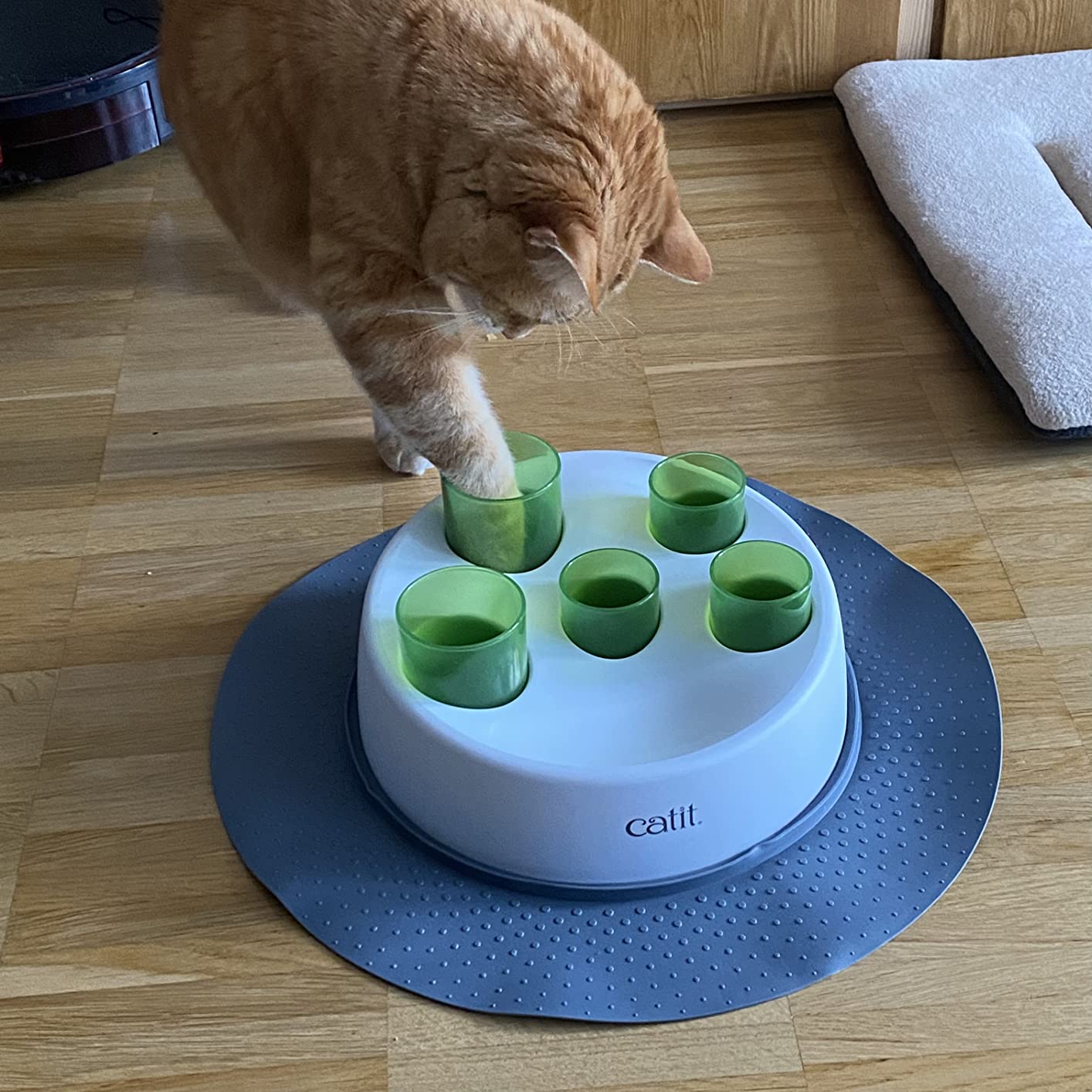 Top pour chat d'intérieur