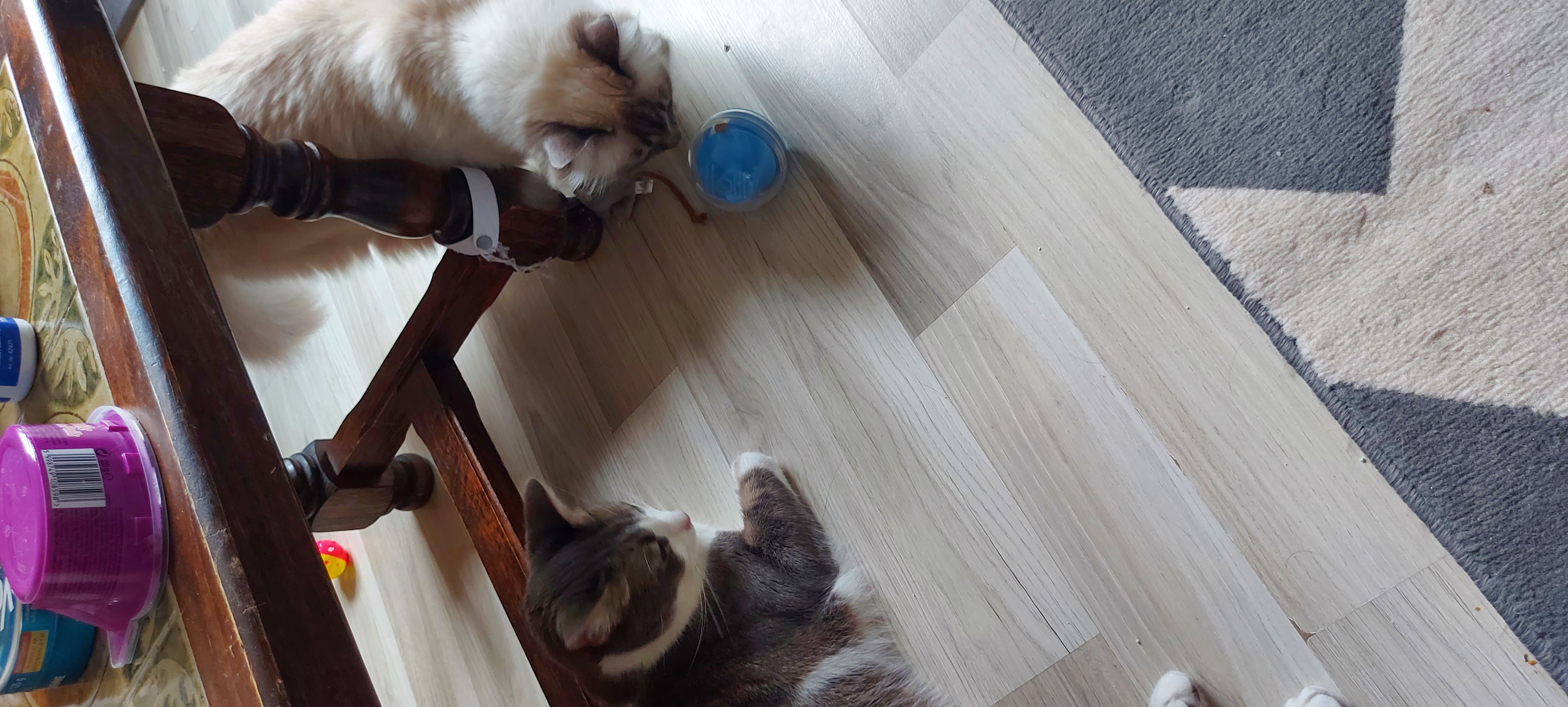 Ma vieille minette s'y est mise