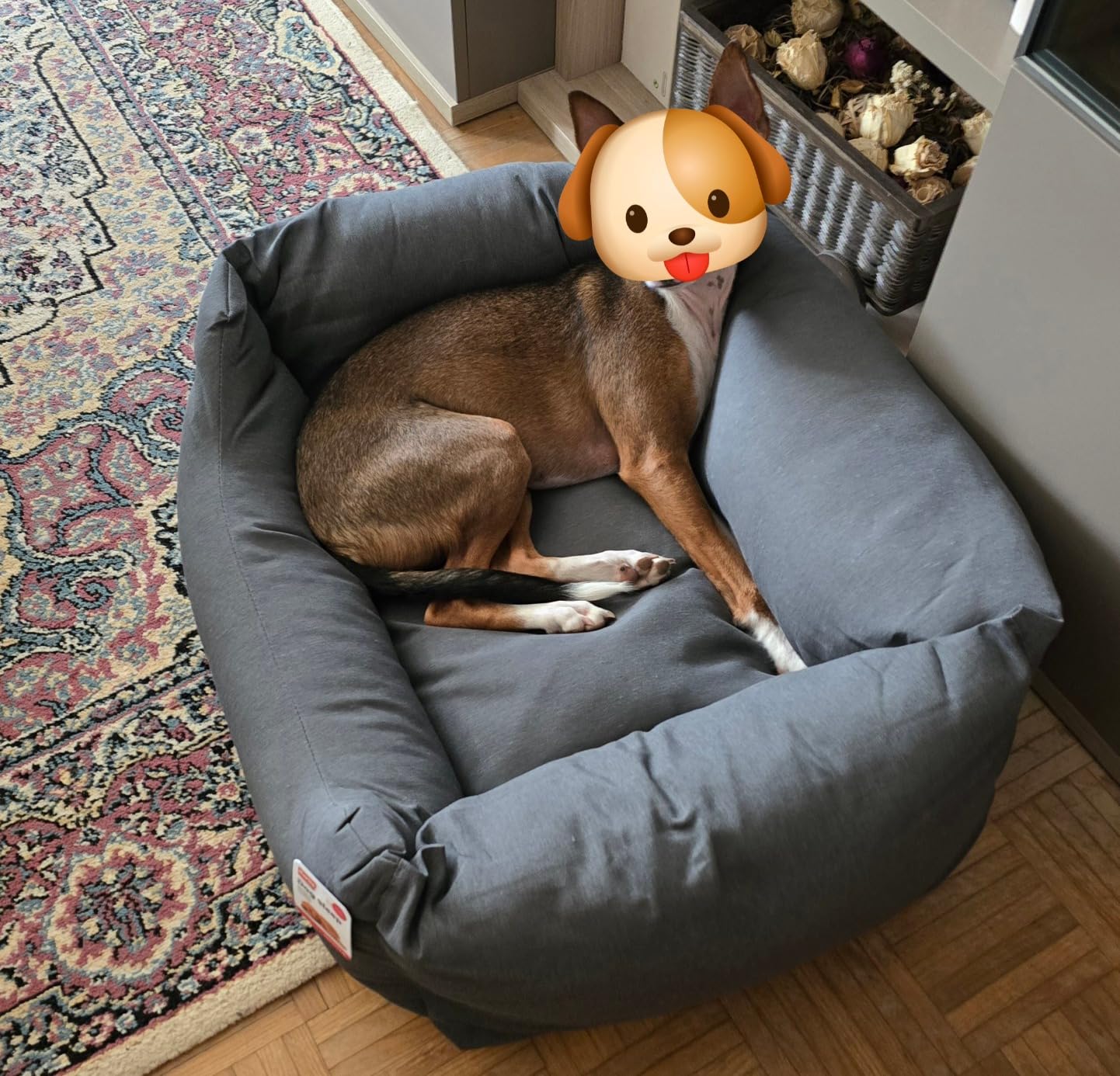 Mon chien ne le quitte plus