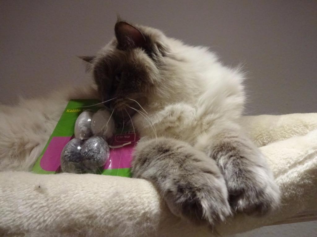 Mon chat s'en fiche