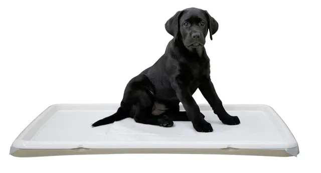 kerbl-pet-toilettes-pour-chiots-xl-90-x-60-x-4-cm-cr-me image 1