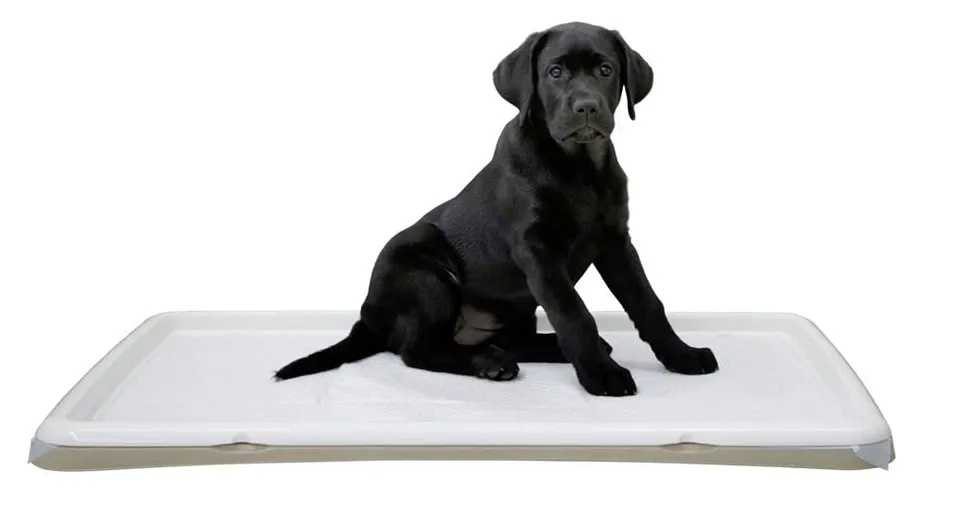 kerbl-pet-toilettes-pour-chiots-xl-90-x-60-x-4-cm-cr-me image 1
