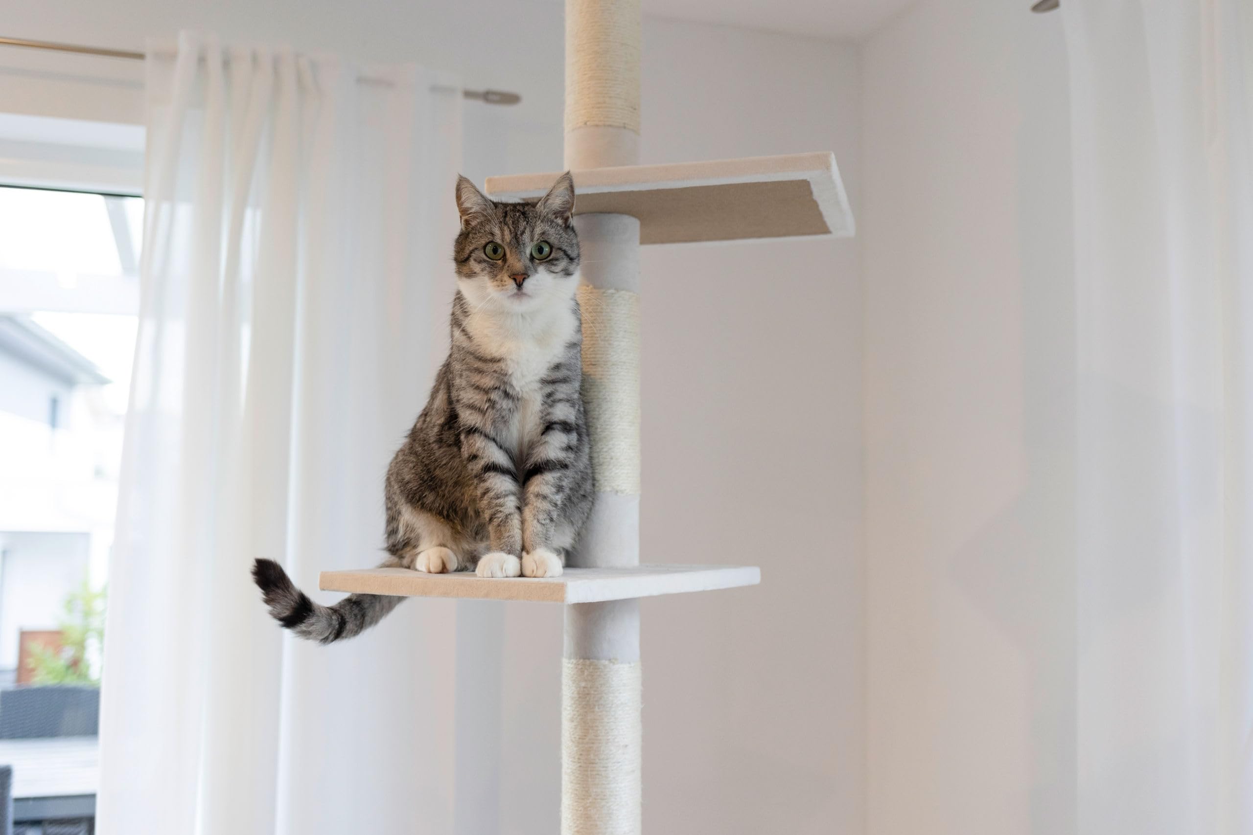 kerbl-arbre-chat-ferdi-blanc-38-x-38-x-240-260-cm-avec-fixation-plafond image 2