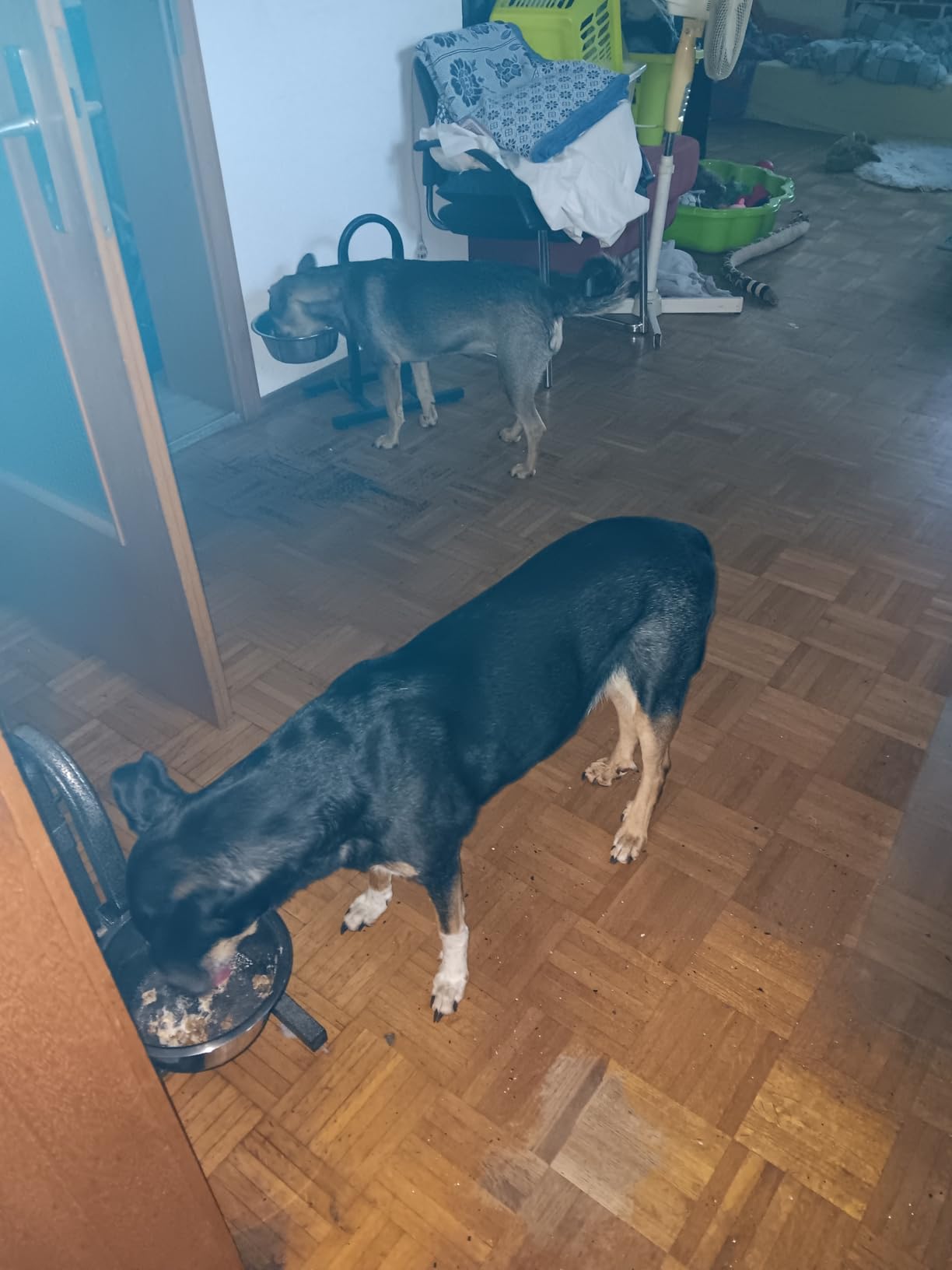 Soulage bien mon vieux chien