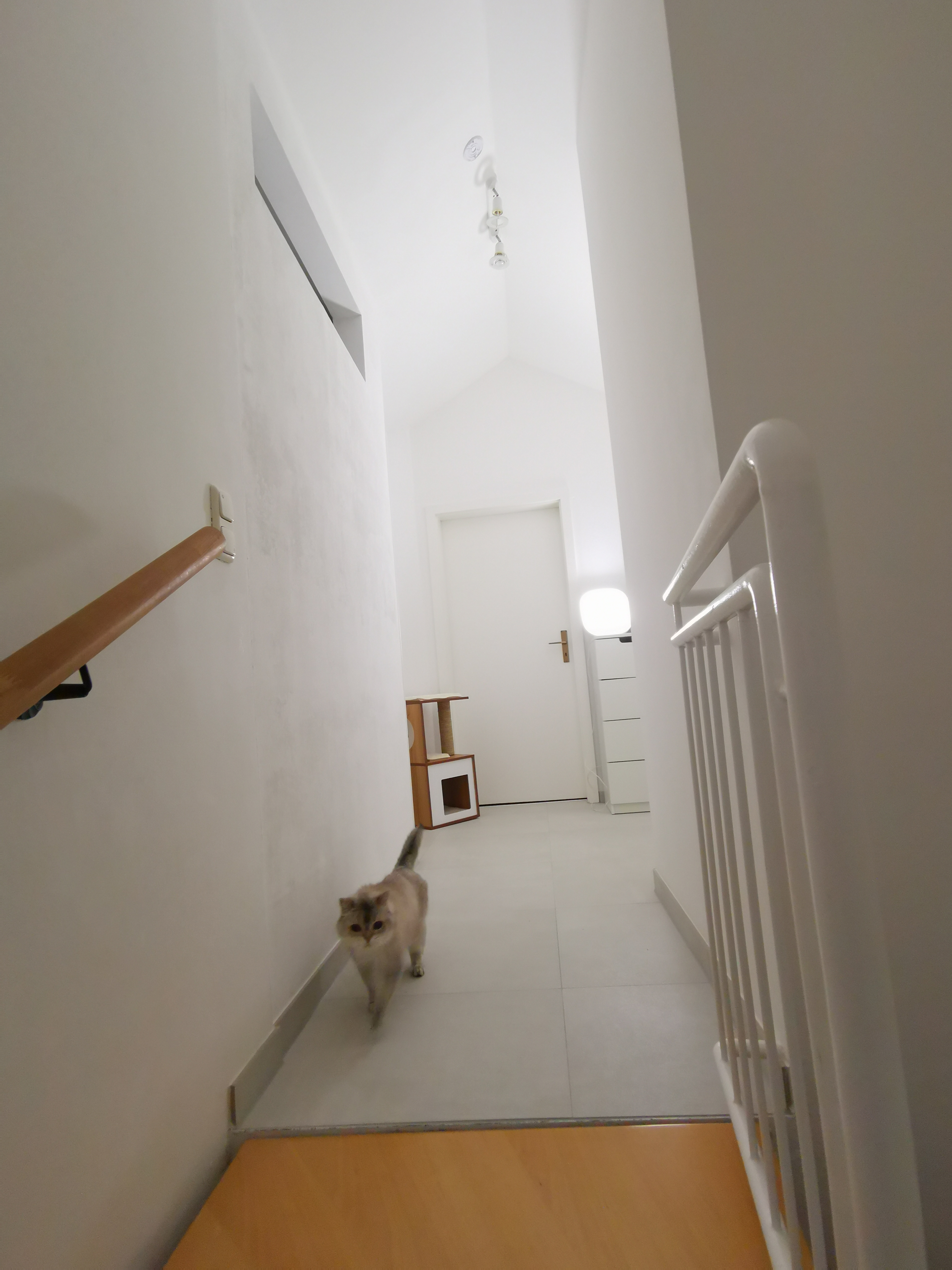 Meuble canon, chat conquis