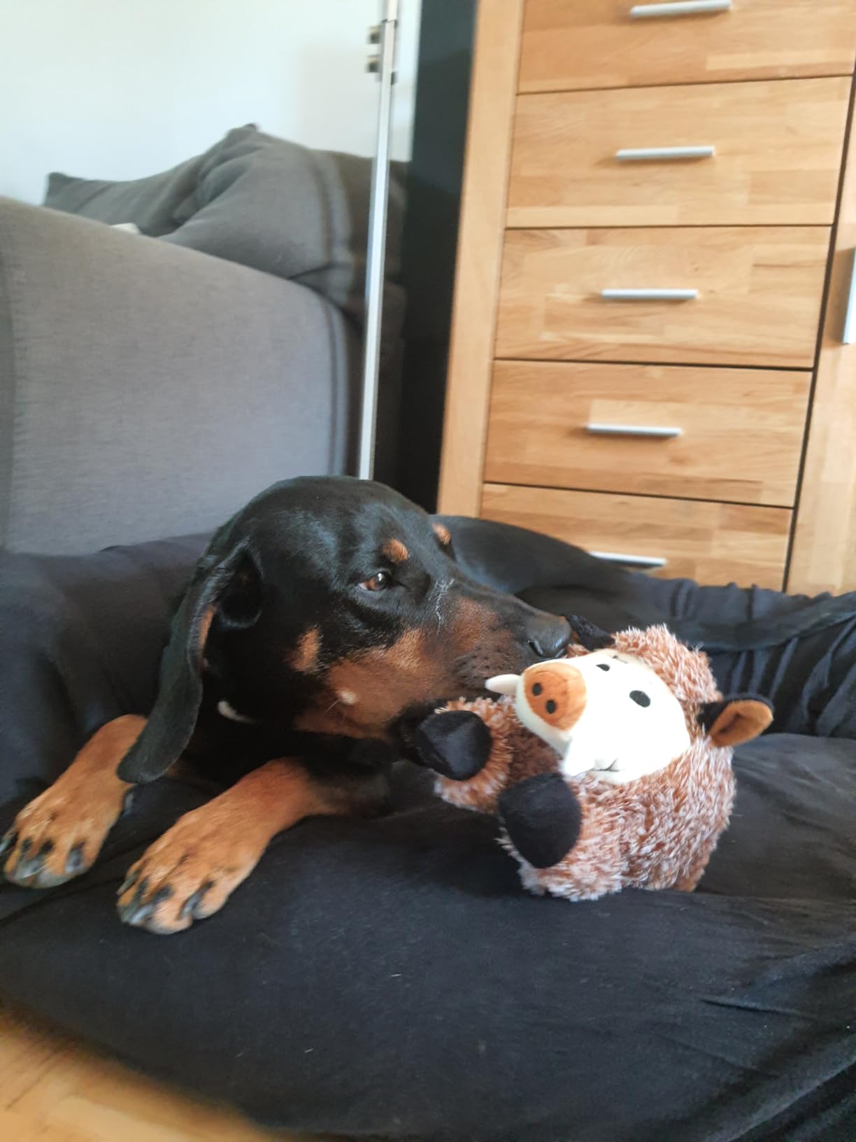 Pas pour les gros chiens