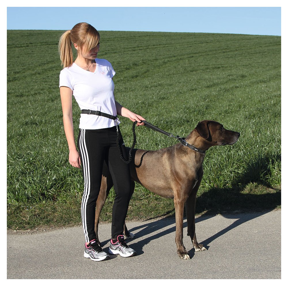 kerbl-pet-laisse-de-jogging-avec-ceinture-r-glable-et-bandes-r-fl-chissantes image 3