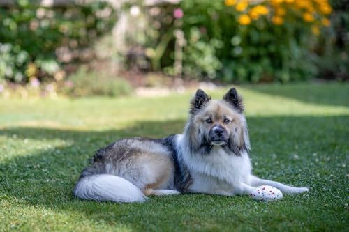 kerbl-pet-jouet-lancer-pour-chien-balle-football-en-e-tpu-blanc-jaune-bleu-rouge image 8