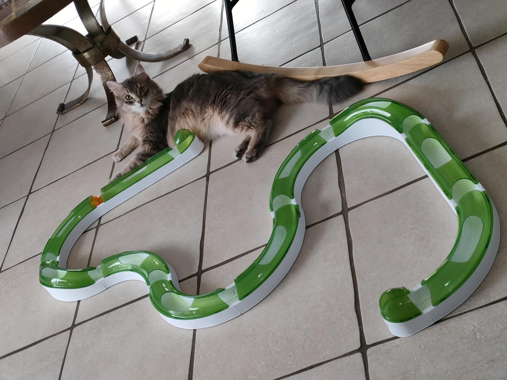 Mon chat est fan