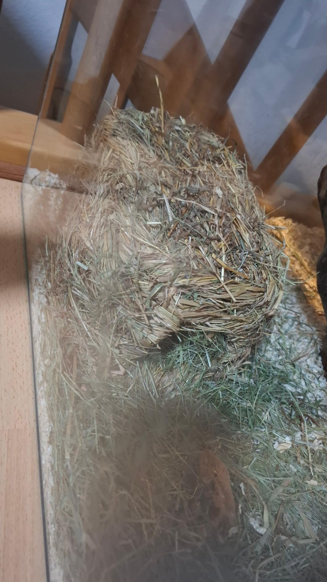 Adoptée direct par mes lapins