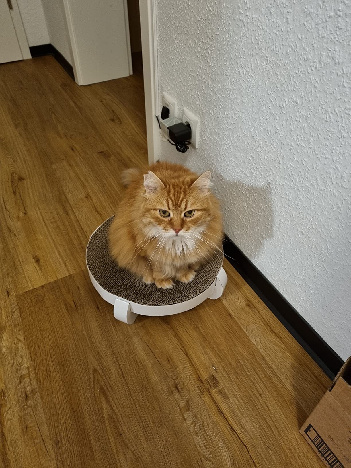 Adoptée en 5 minutes