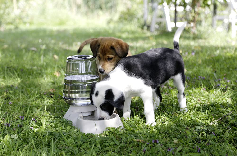kerbl-distributeur-d-eau-nuvola-3-8-l-taupe-pour-chien-et-chat image 3