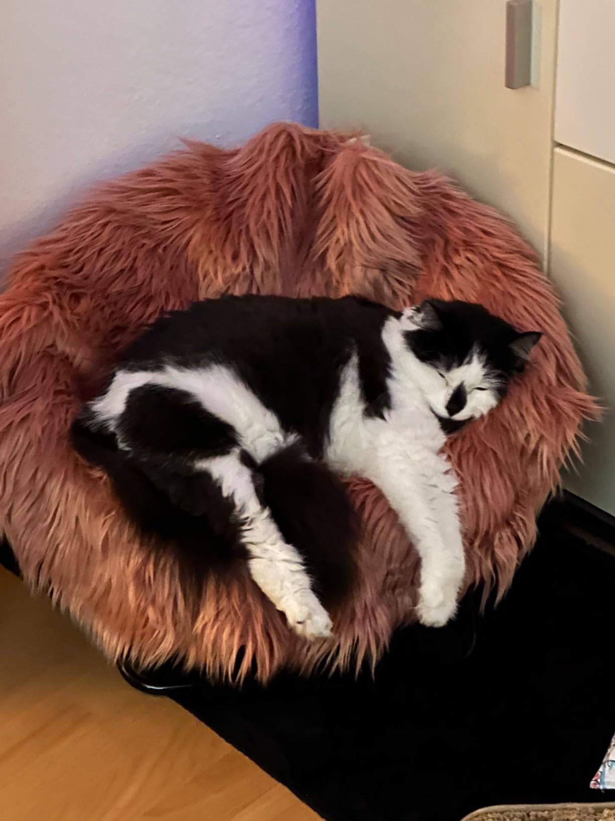 Trop souple pour gros chat